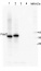 PsbO | 33 kDa of the oxygen evolving complex (OEC) of PSII (anti-peptide)